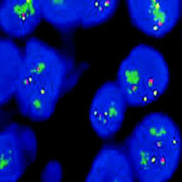 Fluorescent in situ hybridisation (FisH) Reagents