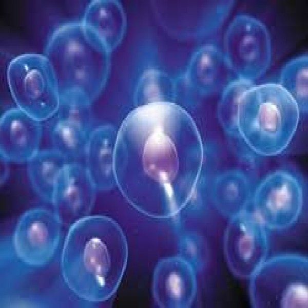Protein Expression Systems